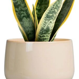 Cream Ceramic Planter with Saucer